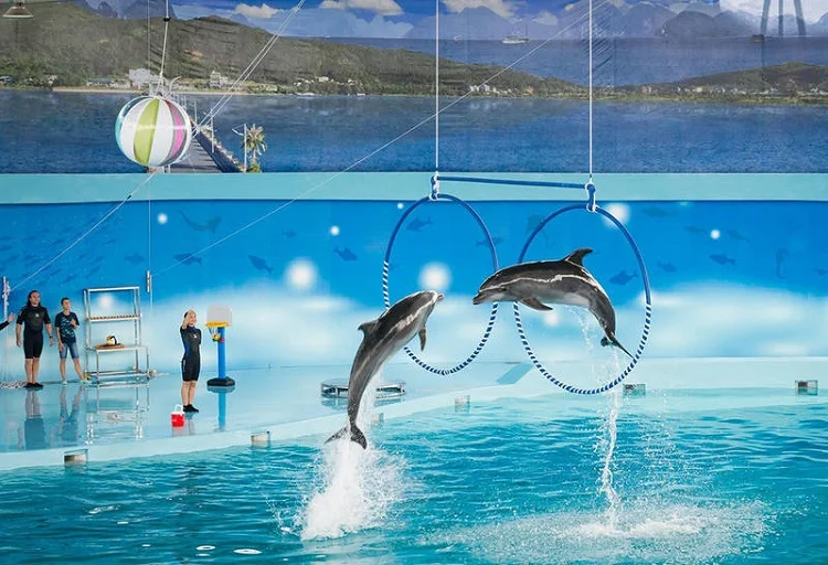 Show cá heo Tuần Châu Hạ Long – hoạt động giải trí phù hợp cho cả gia đình và trẻ nhỏ